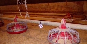 Parámetros a evaluar en la recría de pollos parrilleros para asegurar crianzas óptimas - Image 2