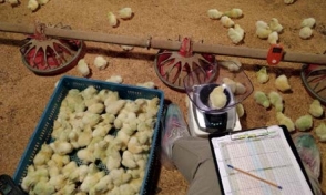 Parámetros a evaluar en la recría de pollos parrilleros para asegurar crianzas óptimas - Image 5