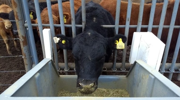 Toros más eficientes: mismo peso y menos comida - Image 2