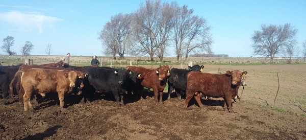 Toros más eficientes: mismo peso y menos comida - Image 1
