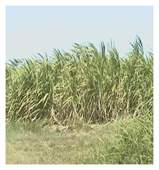 Caña de azúcar (Saccharum officinarum) y derivados en los sistemas de alimentación bovina. - Image 1