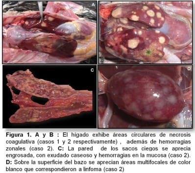 Una nueva asociación: histomoniasis sistémica ocasionada por enfermedad de marek - Image 1