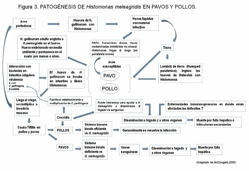 Una nueva asociación: histomoniasis sistémica ocasionada por enfermedad de marek - Image 6