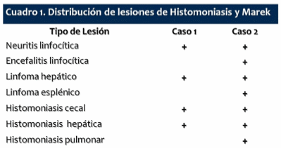 Una nueva asociación: histomoniasis sistémica ocasionada por enfermedad de marek - Image 2