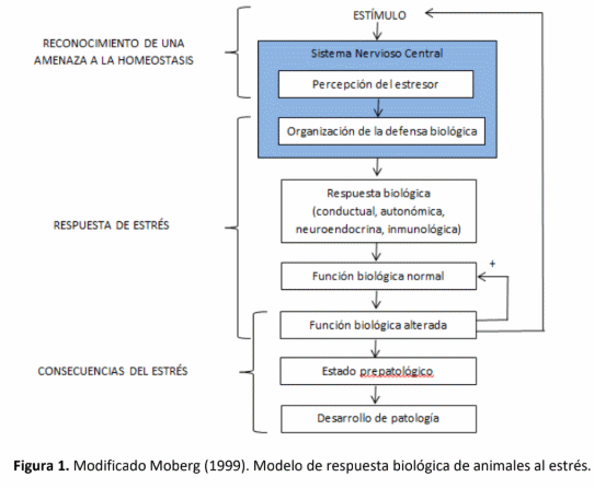 Estrés, conceptos básicos y su relación con el bienestar animal - Image 3