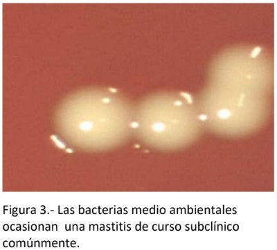 Avances en las investigaciones de Staphylococcus aureus como agente patógeno causante de Mastitis bovina, mediante biología molecular. - Image 3