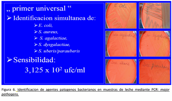 Avances en las investigaciones de Staphylococcus aureus como agente patógeno causante de Mastitis bovina, mediante biología molecular. - Image 8
