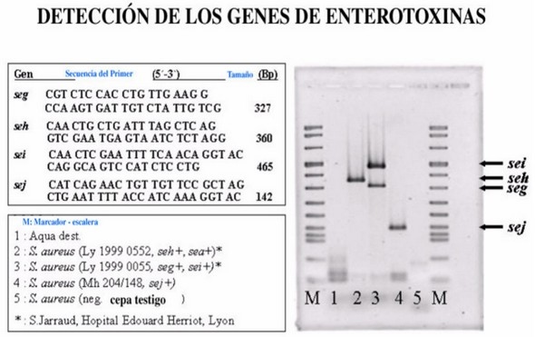 Avances en las investigaciones de Staphylococcus aureus como agente patógeno causante de Mastitis bovina, mediante biología molecular. - Image 10
