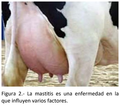 Avances en las investigaciones de Staphylococcus aureus como agente patógeno causante de Mastitis bovina, mediante biología molecular. - Image 2