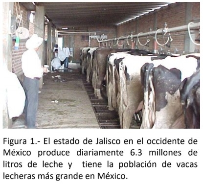 Avances en las investigaciones de Staphylococcus aureus como agente patógeno causante de Mastitis bovina, mediante biología molecular. - Image 1