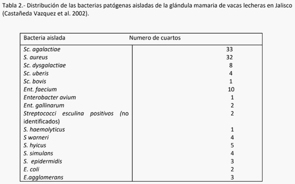 Avances en las investigaciones de Staphylococcus aureus como agente patógeno causante de Mastitis bovina, mediante biología molecular. - Image 5