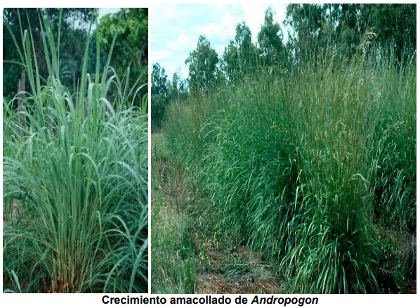 El pasto gamba (Andropogon Gayanus), una gramínea promisoria para el corredor seco del suroriente de Guatemala - Image 1