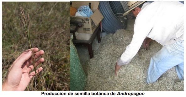 El pasto gamba (Andropogon Gayanus), una gramínea promisoria para el corredor seco del suroriente de Guatemala - Image 3