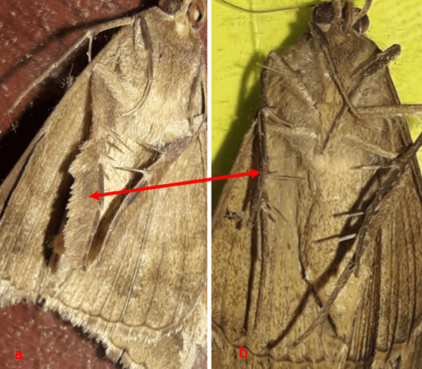 Anotaciones bioecológicas de Mocis Latipes (Guenee) en el cultivo de Arroz en Colombia - Image 17