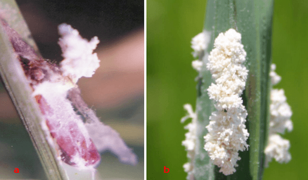 Anotaciones bioecológicas de Mocis Latipes (Guenee) en el cultivo de Arroz en Colombia - Image 25
