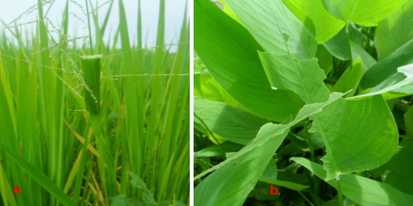 Anotaciones bioecológicas de Mocis Latipes (Guenee) en el cultivo de Arroz en Colombia - Image 23