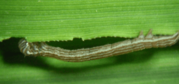 Anotaciones bioecológicas de Mocis Latipes (Guenee) en el cultivo de Arroz en Colombia - Image 21