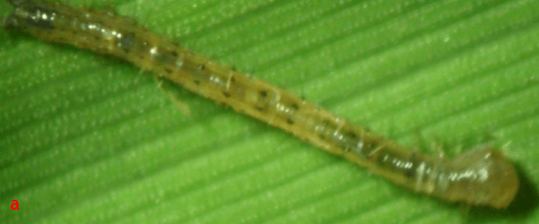 Anotaciones bioecológicas de Mocis Latipes (Guenee) en el cultivo de Arroz en Colombia - Image 10