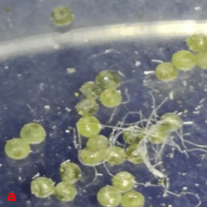 Anotaciones bioecológicas de Mocis Latipes (Guenee) en el cultivo de Arroz en Colombia - Image 2