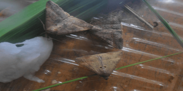 Anotaciones bioecológicas de Mocis Latipes (Guenee) en el cultivo de Arroz en Colombia - Image 1