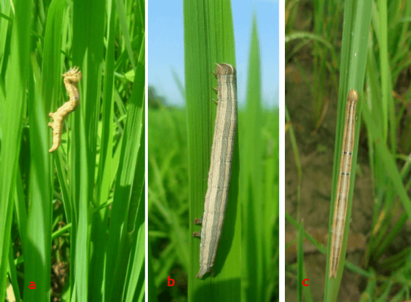 Anotaciones bioecológicas de Mocis Latipes (Guenee) en el cultivo de Arroz en Colombia - Image 14