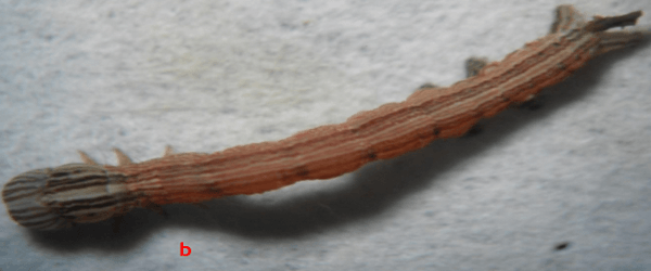 Anotaciones bioecológicas de Mocis Latipes (Guenee) en el cultivo de Arroz en Colombia - Image 11