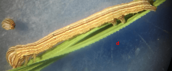 Anotaciones bioecológicas de Mocis Latipes (Guenee) en el cultivo de Arroz en Colombia - Image 13