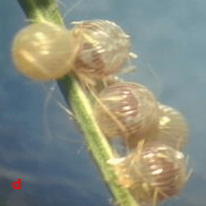 Anotaciones bioecológicas de Mocis Latipes (Guenee) en el cultivo de Arroz en Colombia - Image 5