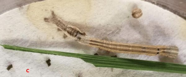 Anotaciones bioecológicas de Mocis Latipes (Guenee) en el cultivo de Arroz en Colombia - Image 12