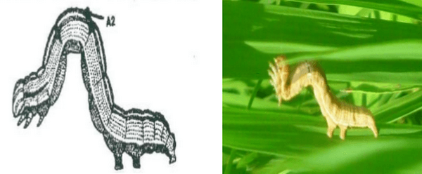 Anotaciones bioecológicas de Mocis Latipes (Guenee) en el cultivo de Arroz en Colombia - Image 7