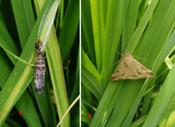 Anotaciones bioecológicas de Mocis Latipes (Guenee) en el cultivo de Arroz en Colombia - Image 16
