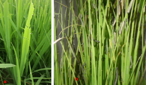 Anotaciones bioecológicas de Mocis Latipes (Guenee) en el cultivo de Arroz en Colombia - Image 22