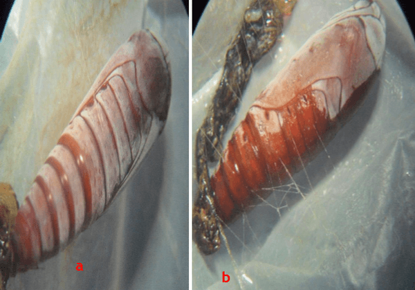 Anotaciones bioecológicas de Mocis Latipes (Guenee) en el cultivo de Arroz en Colombia - Image 15