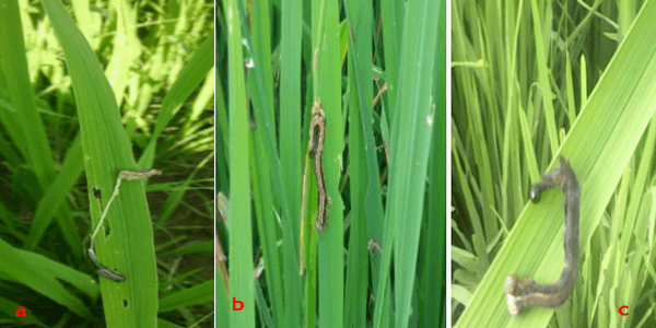 Anotaciones bioecológicas de Mocis Latipes (Guenee) en el cultivo de Arroz en Colombia - Image 26