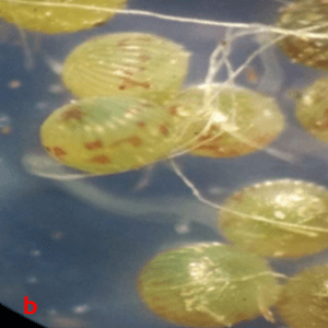 Anotaciones bioecológicas de Mocis Latipes (Guenee) en el cultivo de Arroz en Colombia - Image 3