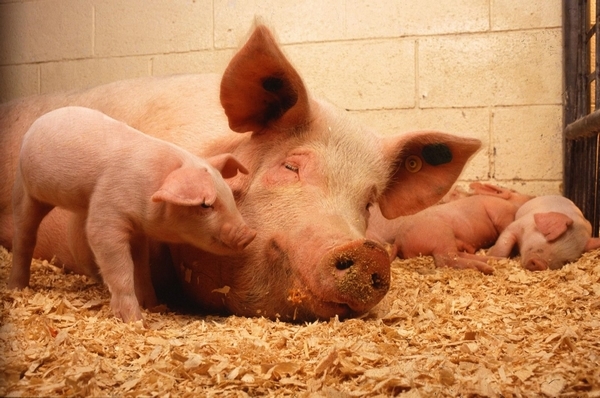 Caso de éxito en Porcinos con Programa Integral Natbio - Image 1