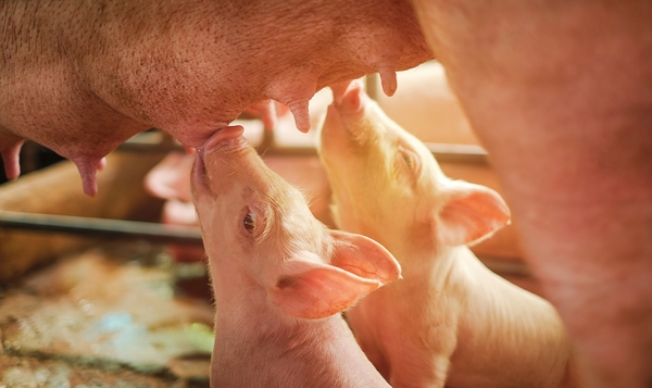 Importancia de la alimentación del lechón bajo la madre - Creep Feeding - Image 1