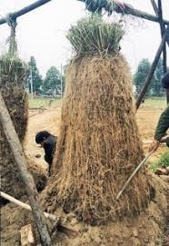 El pachuli, el protector de los suelos agrícolas - Image 1