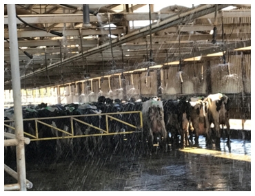 El rendimiento de leche no disminuye en hatos de alta producción en clima semi-arido de Mexico. - Image 4