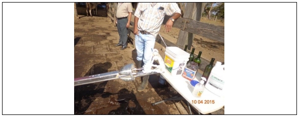 Castración de vaquillas para exportación y engorda: Una propuesta de cambio para el protocolo. - Image 33