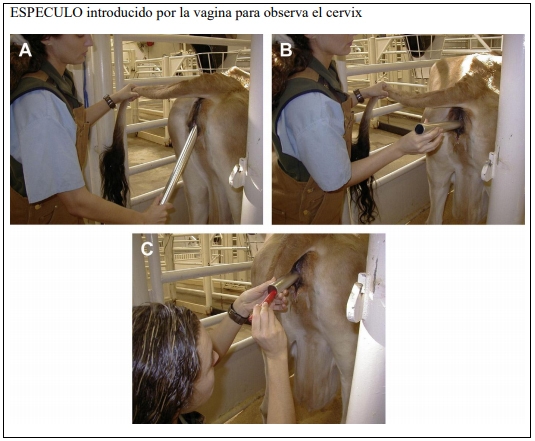 Castración de vaquillas para exportación y engorda: Una propuesta de cambio para el protocolo. - Image 56