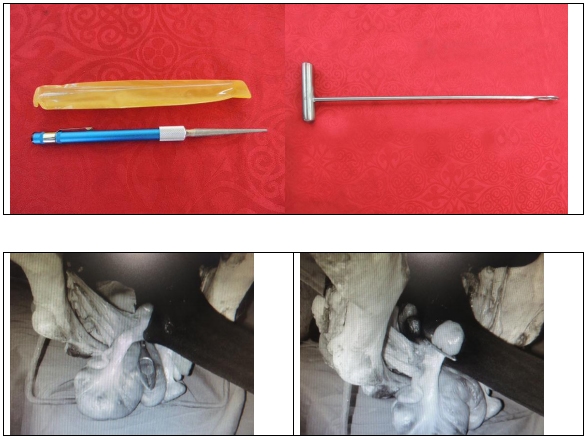 Castración de vaquillas para exportación y engorda: Una propuesta de cambio para el protocolo. - Image 38