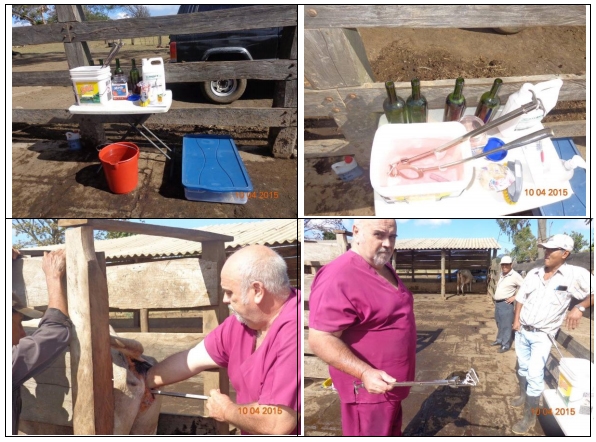 Castración de vaquillas para exportación y engorda: Una propuesta de cambio para el protocolo. - Image 32