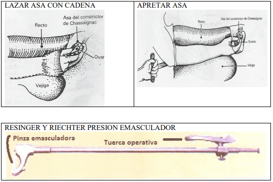 Castración de vaquillas para exportación y engorda: Una propuesta de cambio para el protocolo. - Image 50