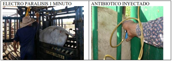 Castración de vaquillas para exportación y engorda: Una propuesta de cambio para el protocolo. - Image 10