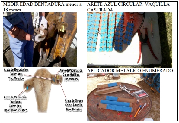 Castración de vaquillas para exportación y engorda: Una propuesta de cambio para el protocolo. - Image 9