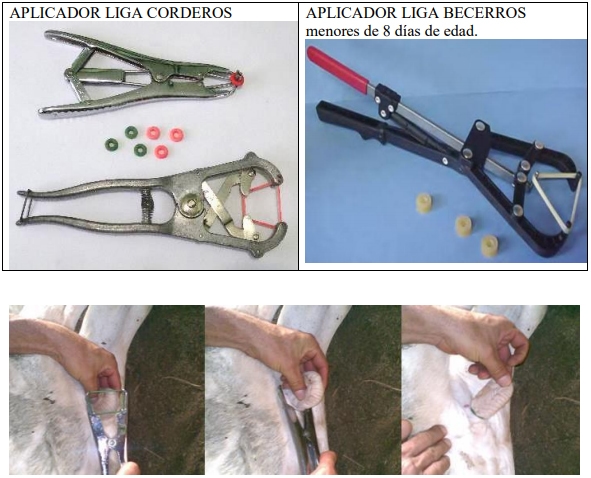 Castración de vaquillas para exportación y engorda: Una propuesta de cambio para el protocolo. - Image 43