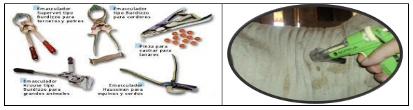 Castración de vaquillas para exportación y engorda: Una propuesta de cambio para el protocolo. - Image 1