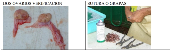 Castración de vaquillas para exportación y engorda: Una propuesta de cambio para el protocolo. - Image 13