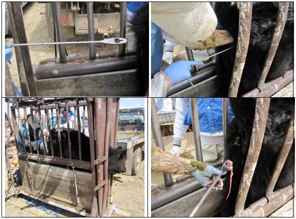 Castración de vaquillas para exportación y engorda: Una propuesta de cambio para el protocolo. - Image 37